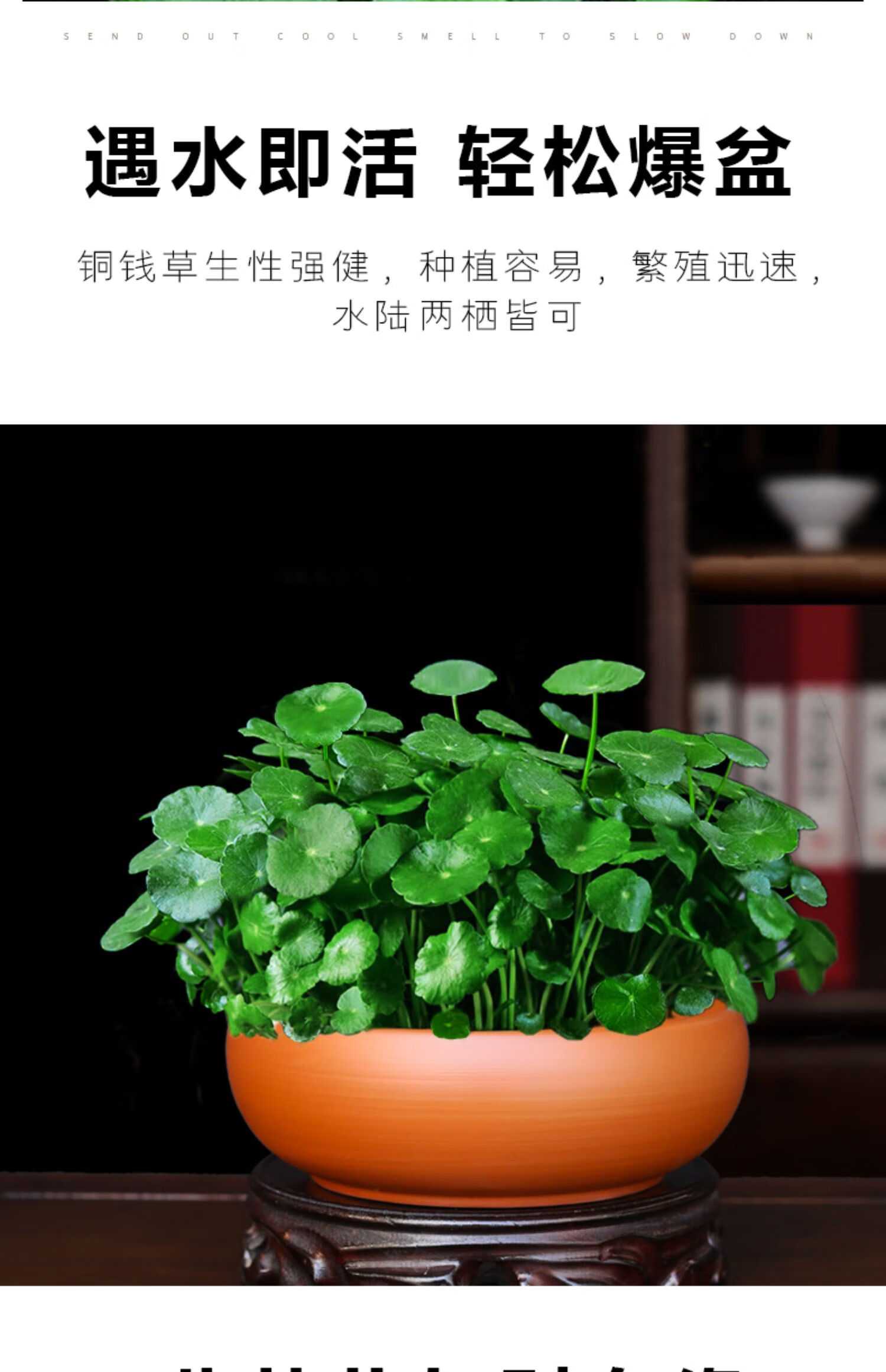 心头肉铜钱草盆栽室内招财金钱草水培植物办公室客厅四季常绿小绿植