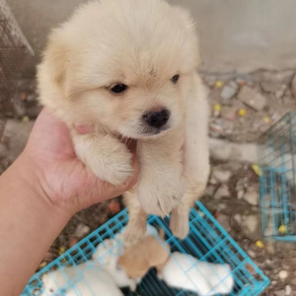 狗狗活体中华田园犬小型幼犬串串混血土狗泰迪比熊宠物狗白狗可爱