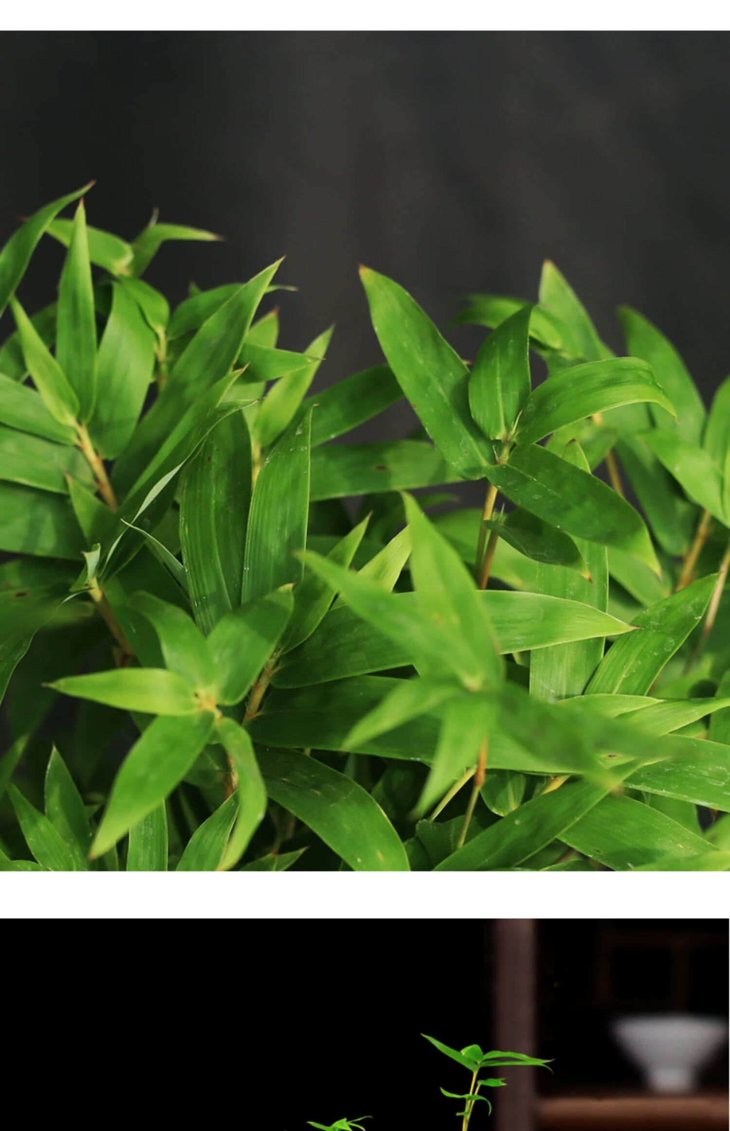 【心头肉】米竹盆栽凤尾竹姬翠竹室内阳台庭院小盆景四