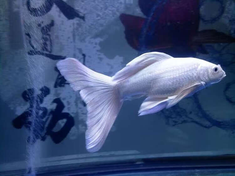 台湾蝴蝶鲤活体白金锦鲤白金龙凤冷水热带观赏鱼苗淡水短身龙凤长尾