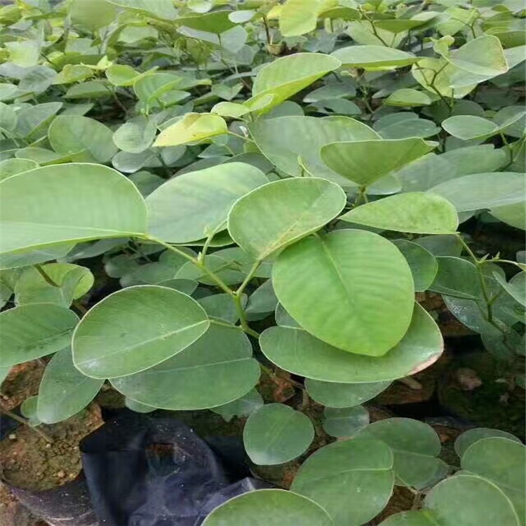 印度树苗珍贵树檀香紫檀苗四季常绿名贵盆栽绿植 印度1.