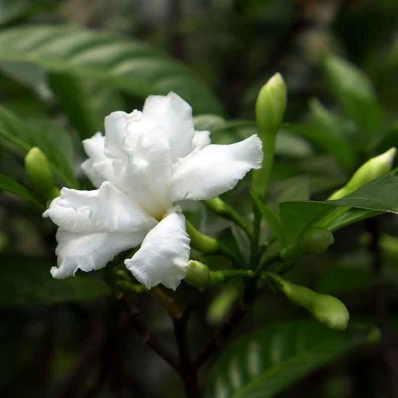 狗牙花盆栽室内四季开花树苗花卉观花植物浓香型净化空气 丁香花【二