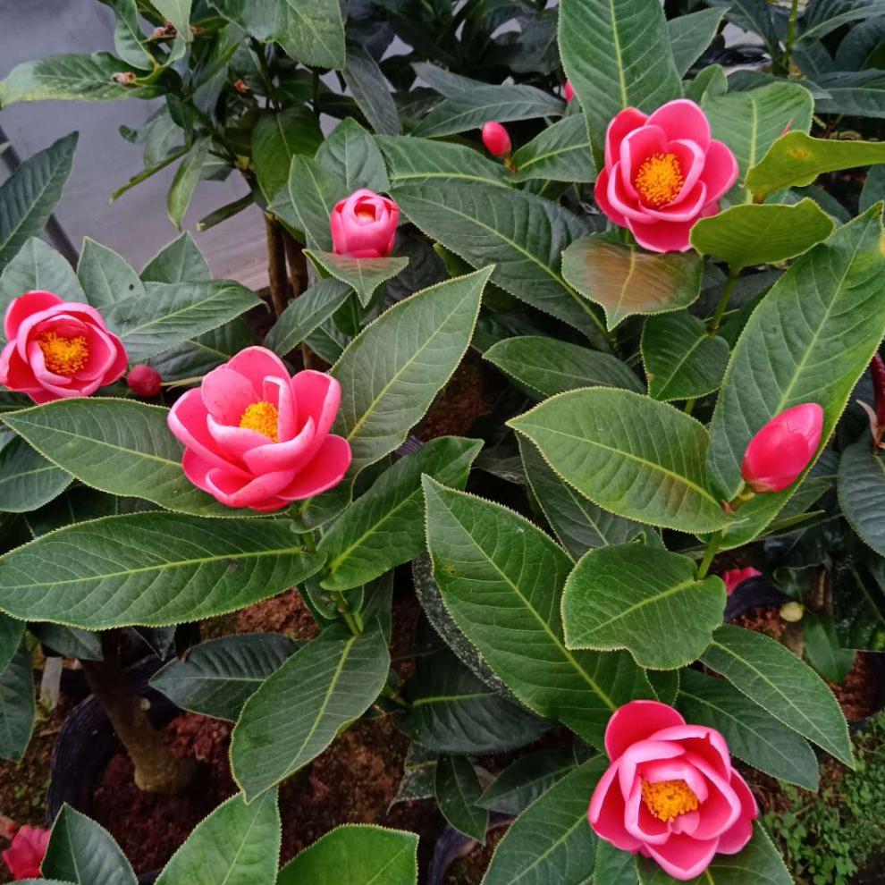 抱茎茶花四季海棠阳台庭院龙岩茶花绿植花卉盆栽 嫁接海棠杆粗3-4公分