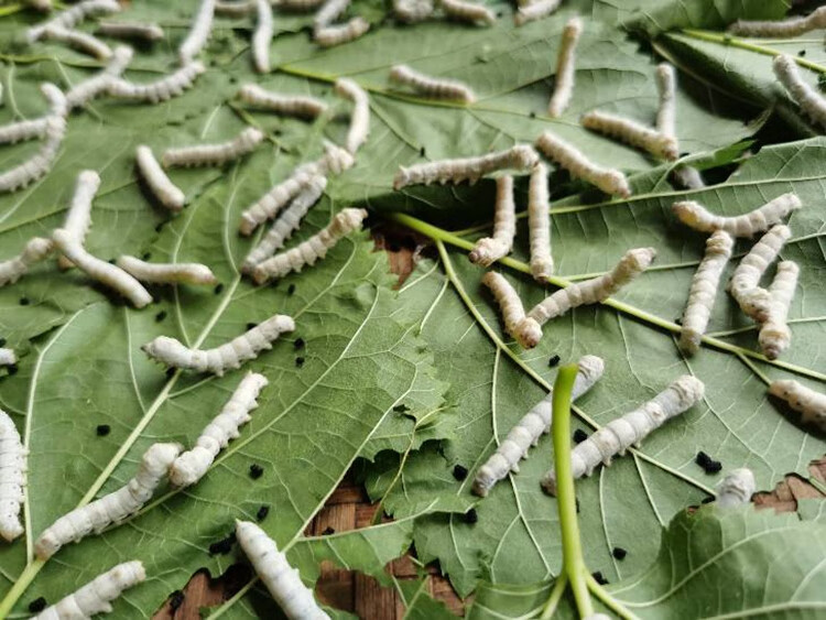蚕宝宝桑叶新鲜现摘顺丰送金丝小蚕蚕卵学生养蚕套装活蚕蚕籽蚕叶嫩