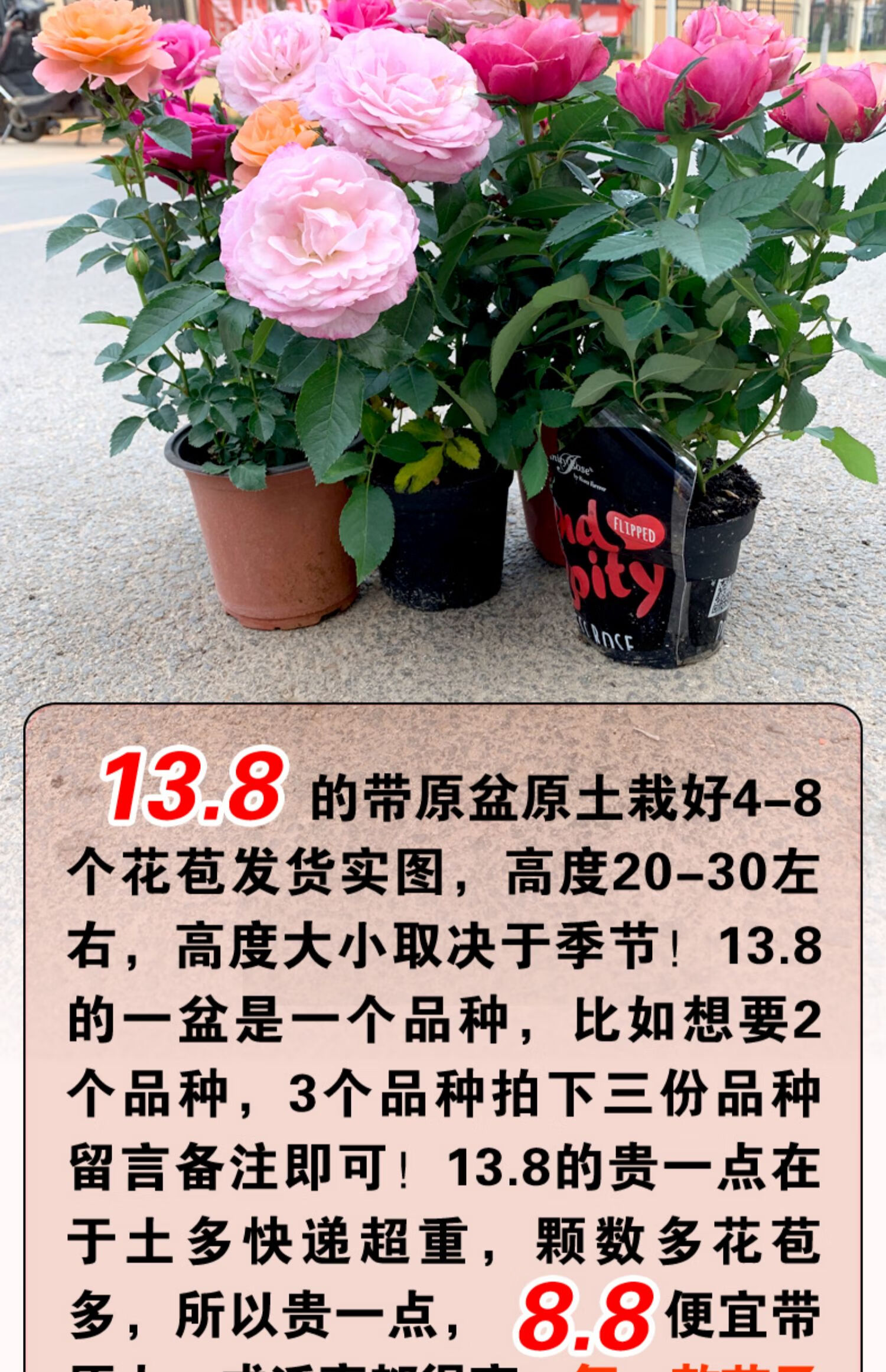 四季开花绿植物室内外阳台观花大花月季苗 紫霞仙子(月月开带花苞) 含