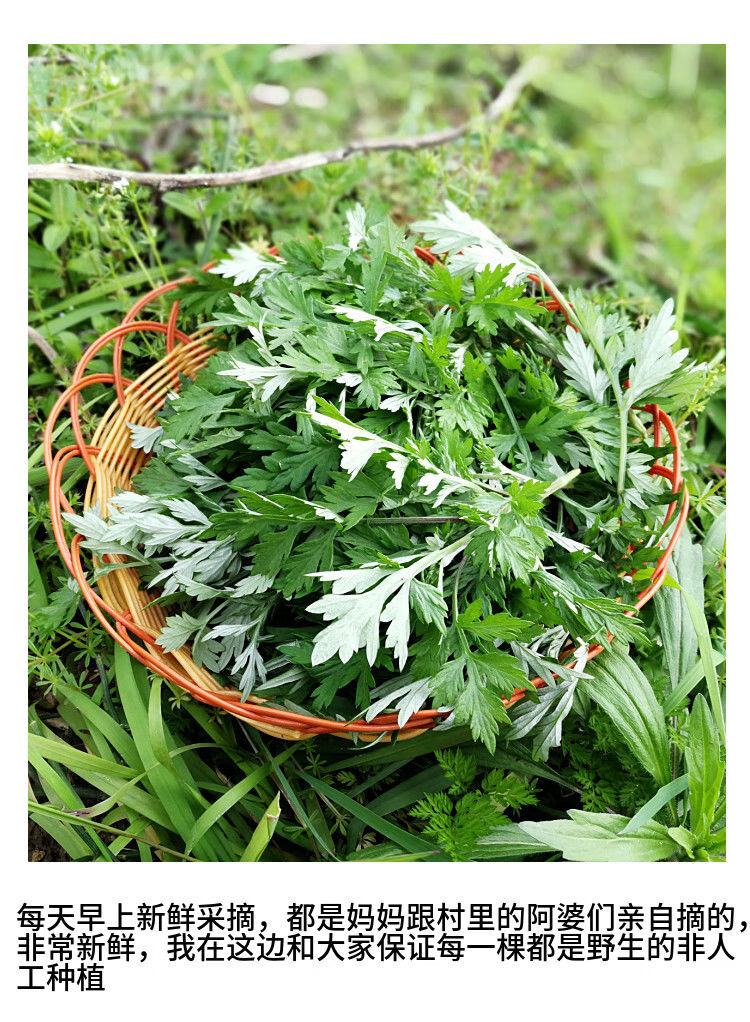 新鮮艾草葉艾葉清明草甜艾青團材料時令野菜田艾現摘現發2斤裝