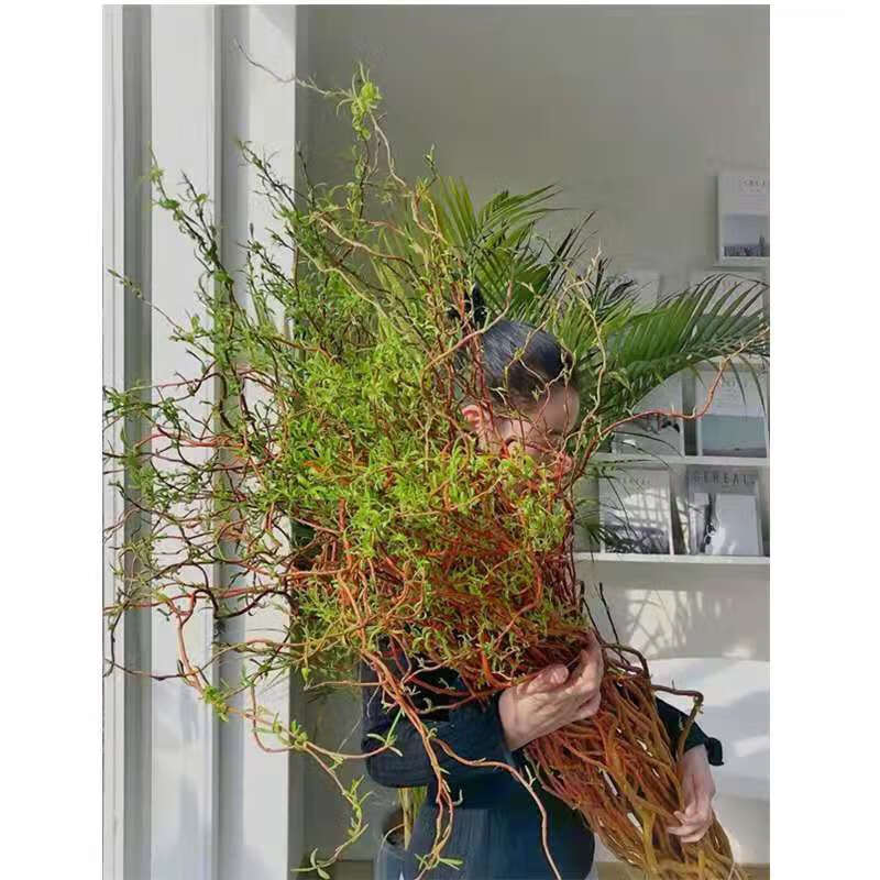 鲜枝水养龙柳鲜枝活龙柳水培植物水培干支雪柳干枝插水开花好养活满