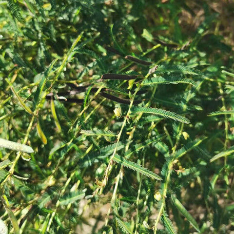 北京同仁堂原料野生铁甲草软肝草益肝草客家煲汤料散装内廷上用 养肝