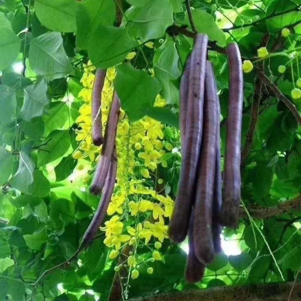 伟博【天然便秘果】缅甸大解果 腊肠果 神奇大解果便秘果 特级便秘果