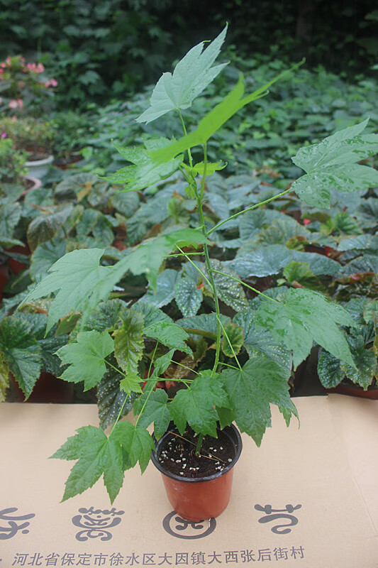 木本灯笼花苗 风铃扶桑花,纹瓣悬铃花 金铃花盆栽苗 倒挂金钟花苗 4年