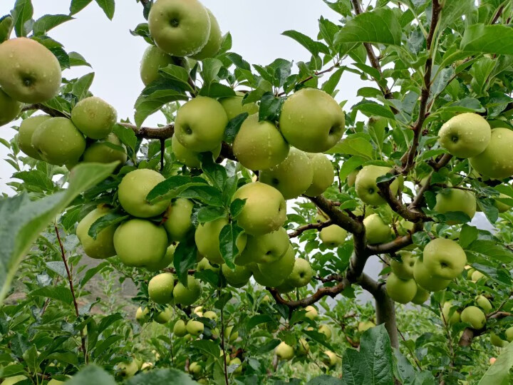 【国庆送礼】【顺丰】四川甘孜苹果 阿坝州小金d苹果 自家果园 现摘现