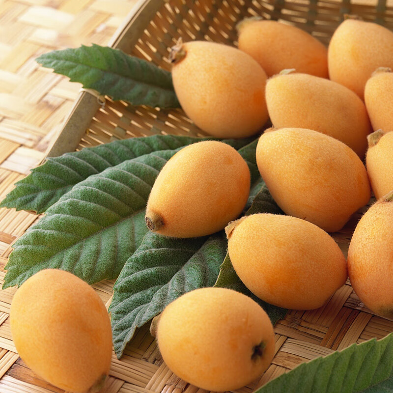 青樱红荔重庆合川古楼枇杷当季现摘现发新鲜土枇杷精品大果5斤