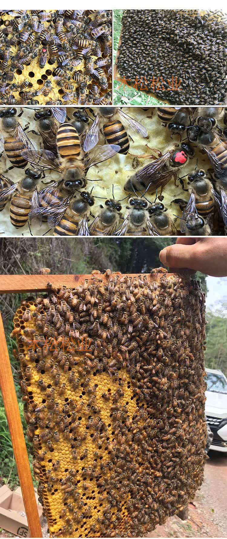 中华蜂蜂群活体蜜蜂蜂群土蜂中蜂带子脾活群家养蜜蜂活体出售 一脾笼