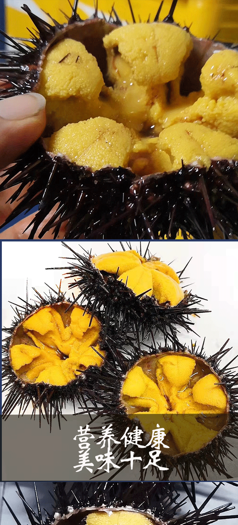 鲜活即食刺身黑海胆生鲜水产日本料理拼盘海鲜特产500g【图片 价格