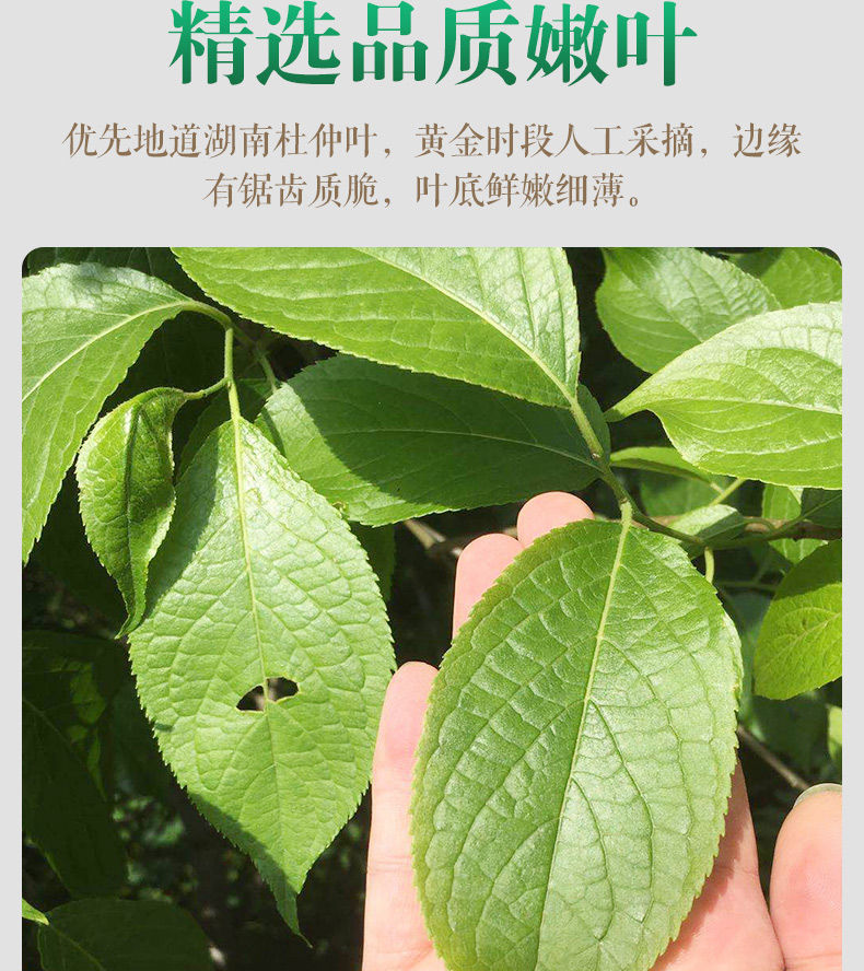 杜仲雄花茶杜仲中药杜仲茶张家界杜仲茶野生特级杜仲叶茶杜仲雄花茶平