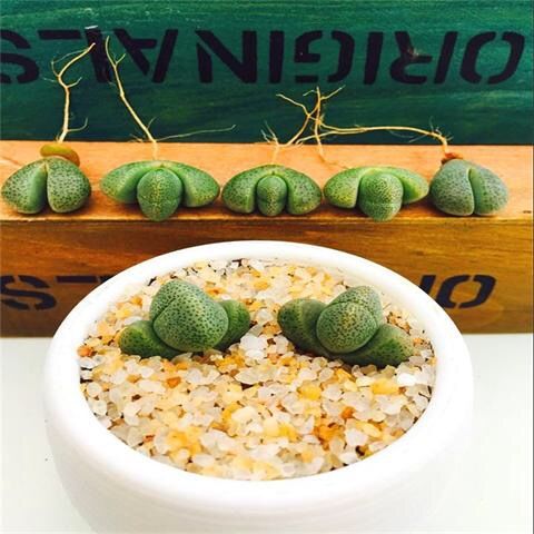 【紫帝玉 盆 土】精品多肉植物进口多杏 生石花 帝玉87d 口笛3头 不含