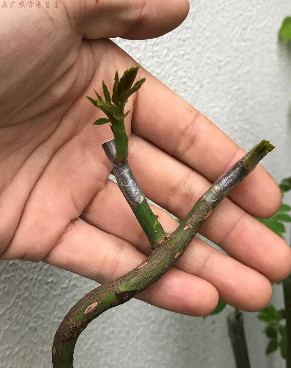 艺进口糯米纸嫁接膜嫁接带透气防水月季芽枝接膜 2.