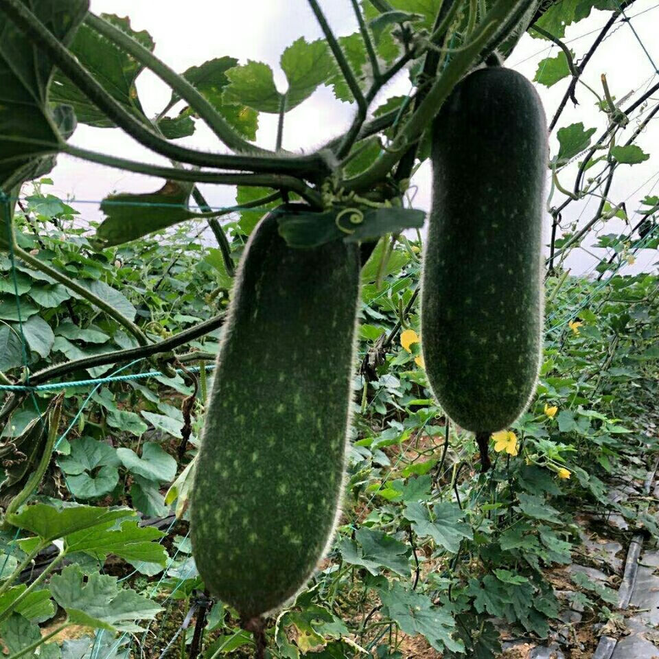 广西水果特产 精选小冬瓜 五斤净果