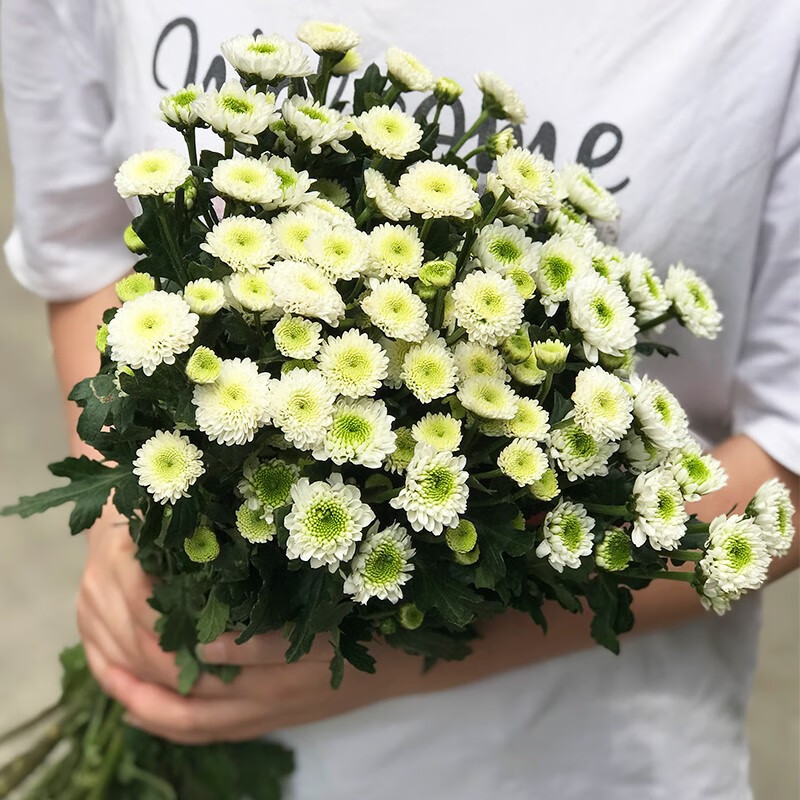 小雛菊洋甘菊鮮花雲南直髮直批鮮花花瓶插花水養鮮花花束 5支瑞白小