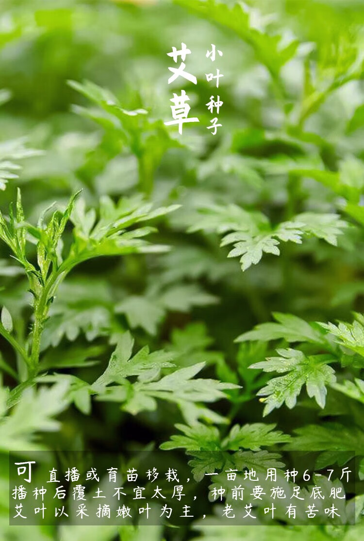 神禾 艾草种子种植苗食用野生艾蒿种籽 金边艾草盆栽【图片 价格 品牌