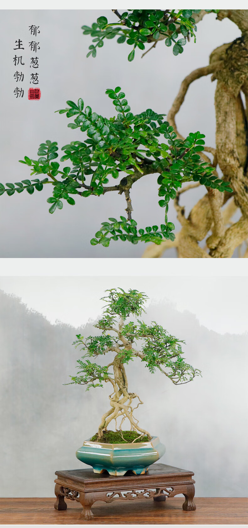 自然岛(zirandao)精品提根老桩花椒木老桩盆景客厅办公室悬崖造型送礼