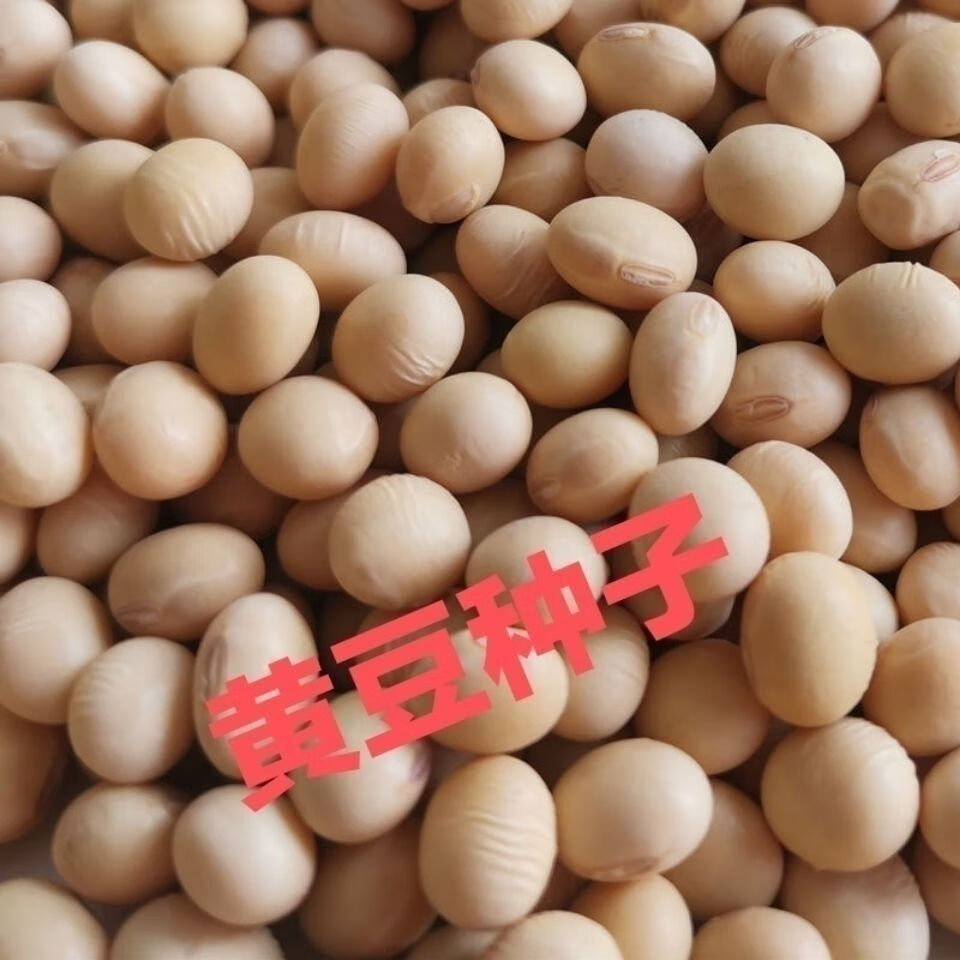 农家自种大黄豆种籽特大高产早熟抗病 大黄豆种子1000克(高产)【图片