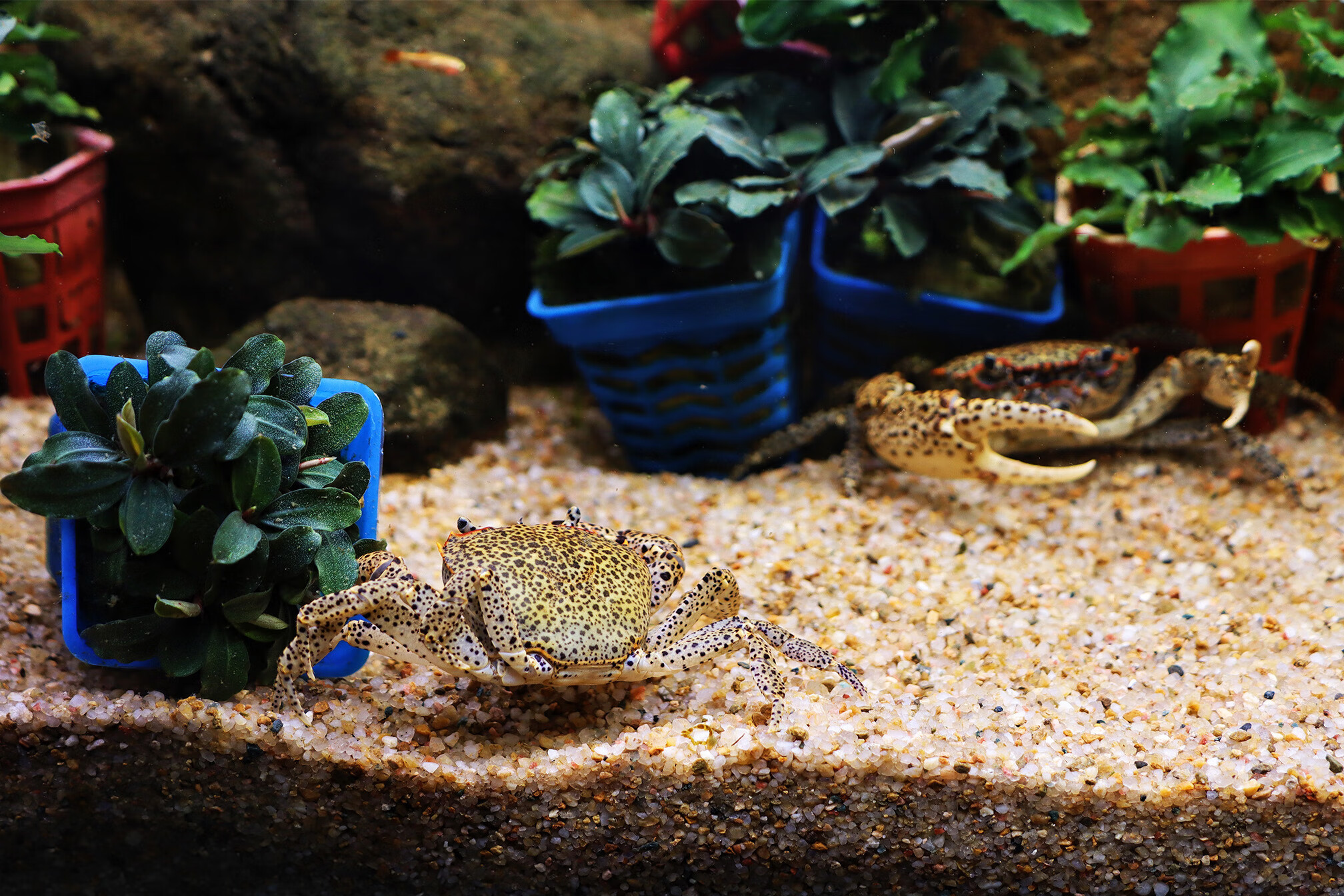 迷你蟹辣椒蟹活体宠物螃蟹观赏蟹吃虫除藻淡水蟹鱼缸爬行底栖动物