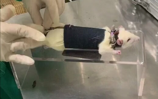 千石 大鼠固定器实验用透明固定便捷老鼠固定架尾静脉注射架全国定制