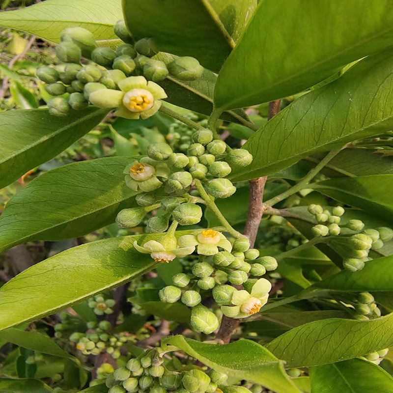 土沉香花茶干花正宗海南奇楠花嫁接一代棋楠树花沉香花养生茶保键 200