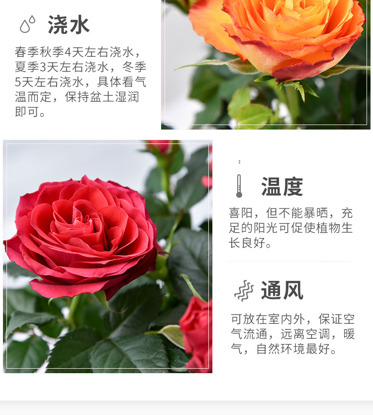 玫瑰四季开花带盆栽好观花植物室内阳台庭院花卉绿植一代佳人8棵带