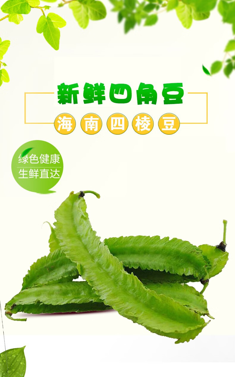 【新鲜采摘】海南四棱豆四角豆龙角豆新鲜蔬菜皇帝豆三亚特产 500g