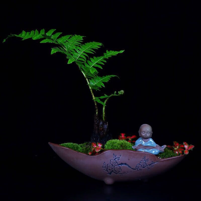 桫椤树苗植物室内摆设四季花园庭院景观绿植盆栽q 桩高10公分当季带芽