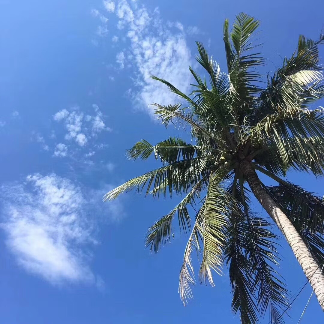 【顺丰空运】泰国牛奶椰皇香水椰子椰王当季新鲜生鲜水果 8个装【图片