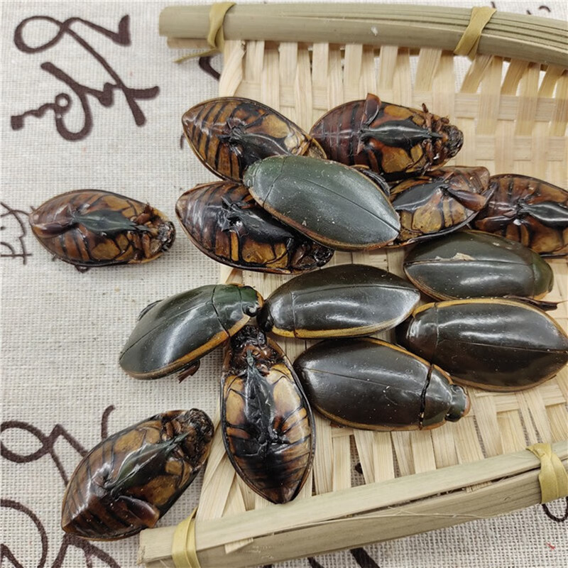 古今润方金边龙虱中药材龙虱克龙虱粉水鳖虫射尿龟推荐买3瓶实发420克