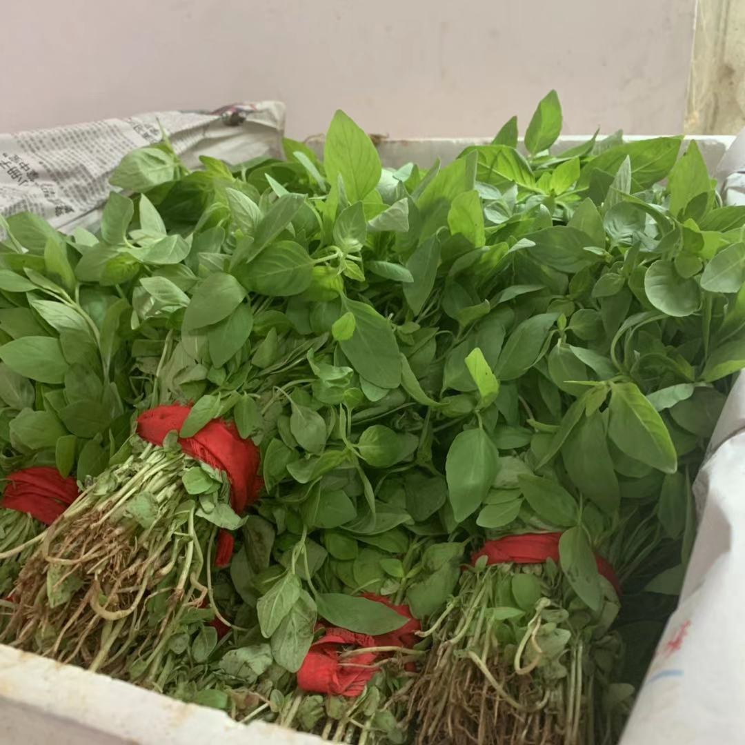 河南荆芥菜新鲜蔬菜250g大叶荆芥菜新鲜荆芥大荆芥调味蔬菜净重2斤装