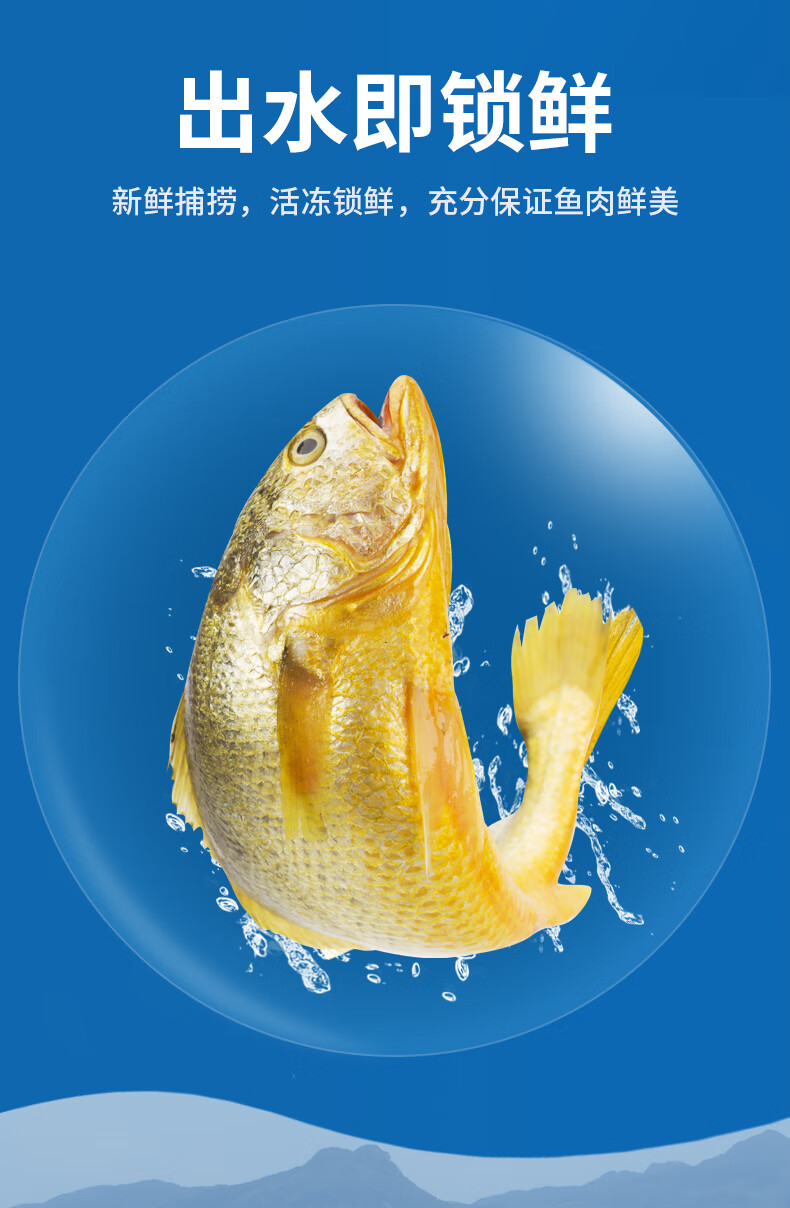三都港速冻黄花鱼 宁德清蒸大黄鱼 黄鱼新鲜海鲜生鲜 冷冻水产海鱼 活