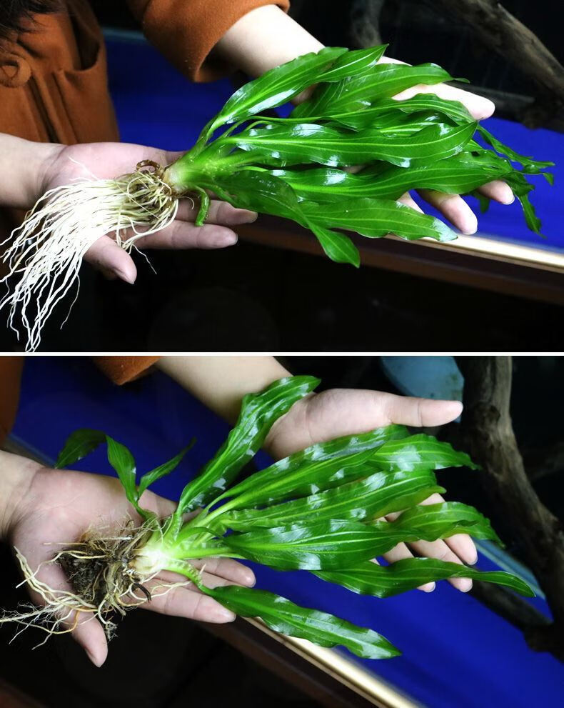 hkpz鱼缸活体水族造景鱼缸装饰品真水草好养耐活水植物孔雀鱼专用水草
