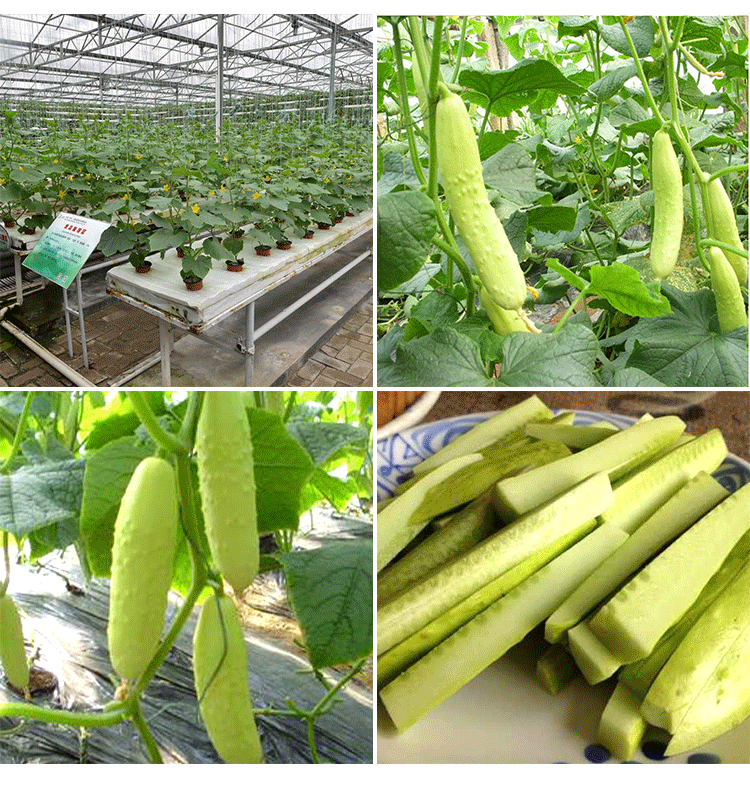 龙辰语白玉三水果黄瓜种子 小白黄瓜脆甜生吃 蔬菜种子种子基地 白玉
