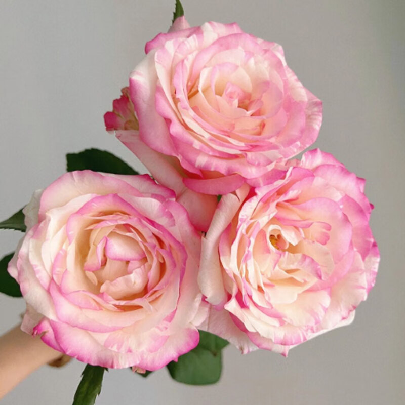 茁蔻云南基地直发霓裳单头玫瑰粉红复色枝枝到底20支/扎ab级 粉红色 c