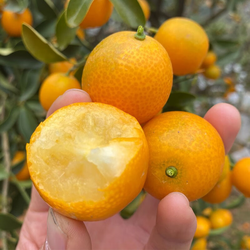 源外园2022新鲜金桔黄皮橘子麻皮金钱橘孕妇小孩咳嗽痰泡酒熬酱膏炖