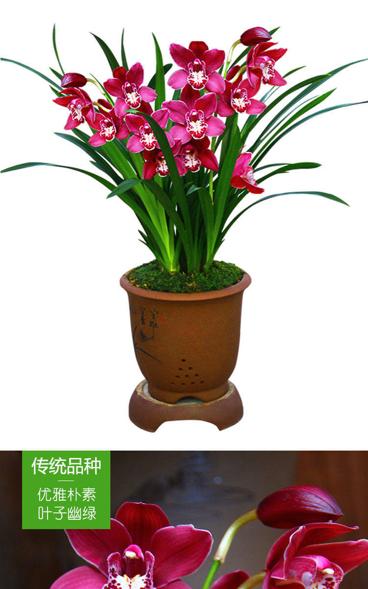兰花浓香型兰花苗蕙兰墨兰建兰春兰室内盆栽花卉绿植当年开花 红钻石