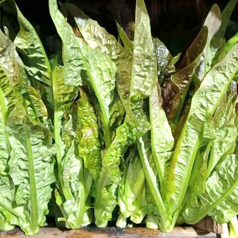 【花语笙默袋】【花语笙默】四季红油麦种子速生红油麦菜籽四季播种