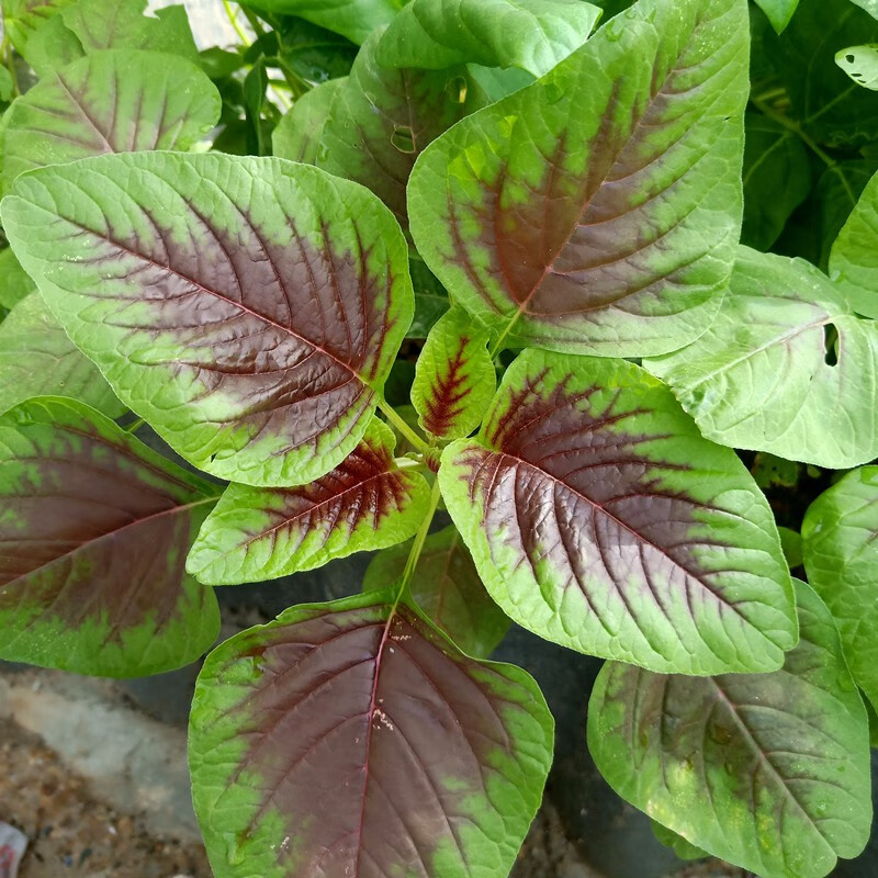 揭美 白苋菜种子 白圆叶苋菜籽 红圆叶苋菜种子红苋菜籽 耐热阳台盆栽