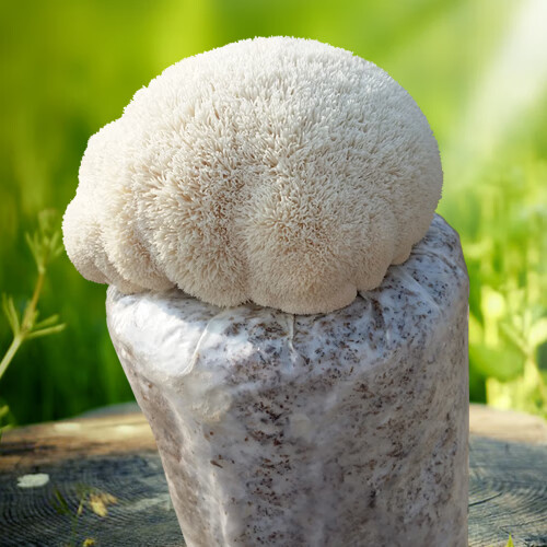 猴头菇家庭大种植包食用蘑菇菌包蘑菇菌种种子家庭有机蔬菜阳台种 灰