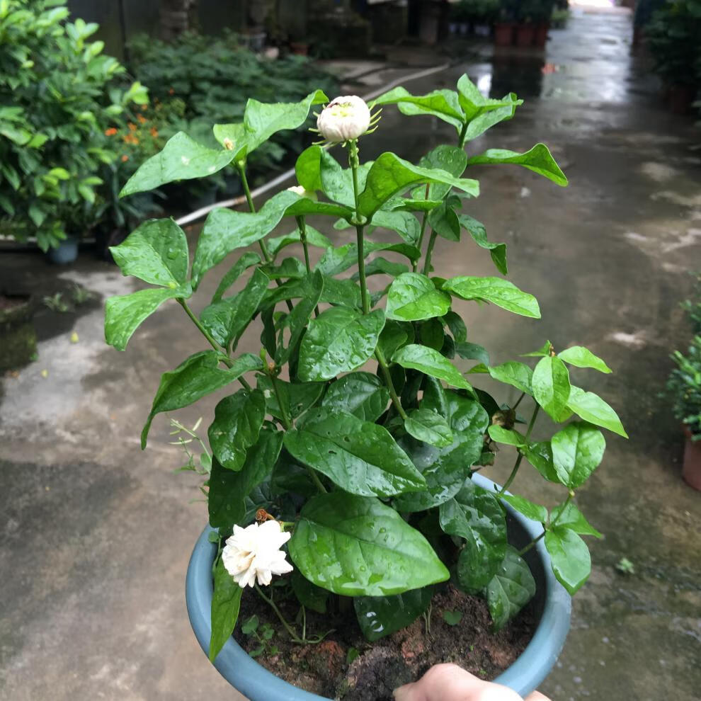 茉莉花 大花虎頭茉莉花盆栽 重瓣三葉茉莉花苗花期長庭院盆栽植物