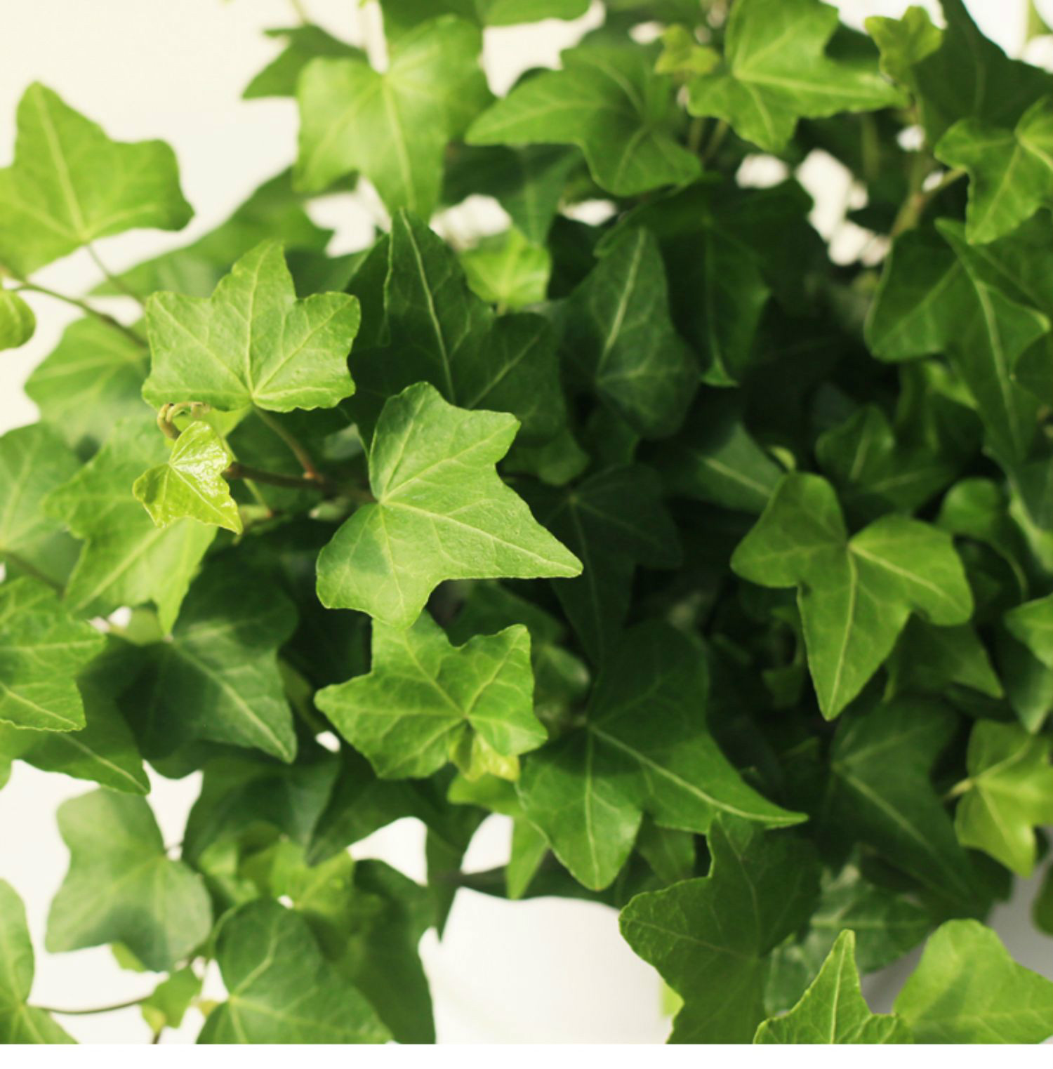 常春藤盆栽植物办公室耐阴四季常绿好养绿植室内外垂藤爬藤植物大号