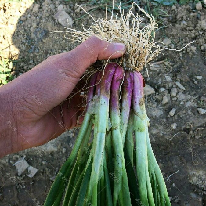 红根小香葱四季小香葱种子菜园阳台室内盆栽小香葱蔬菜四季可播种