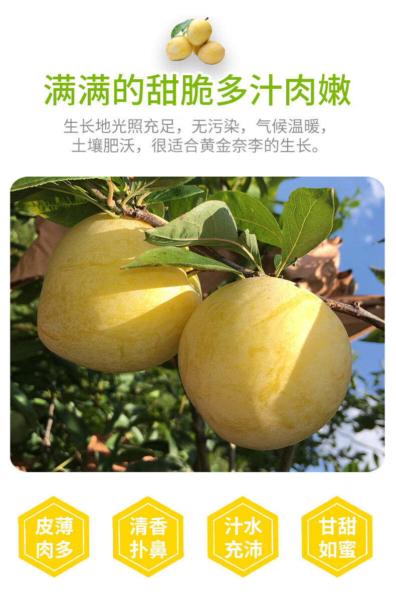 (顺丰速度)正宗乐昌九峰山黄金奈李 当季新鲜水果现摘 送礼佳品 脆甜
