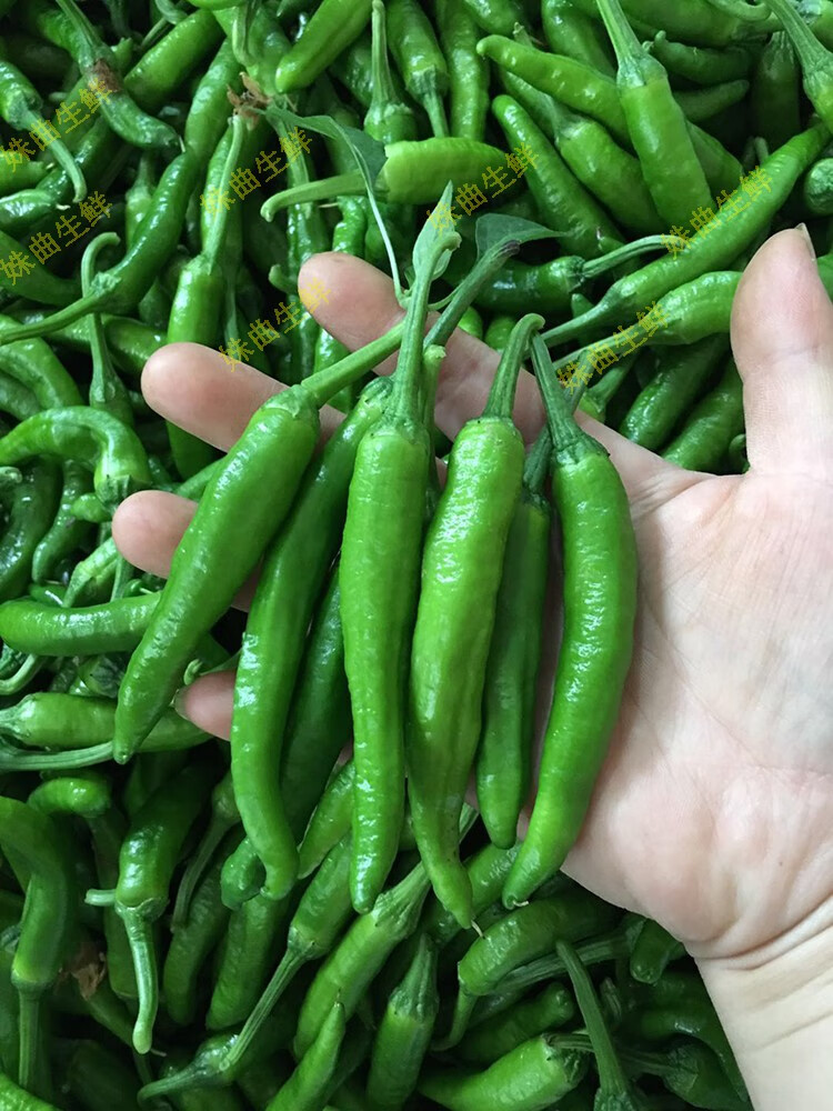 【顺丰】樟树港辣椒 湘阴特产 新鲜蔬菜辣椒 湖南辣椒 2500g