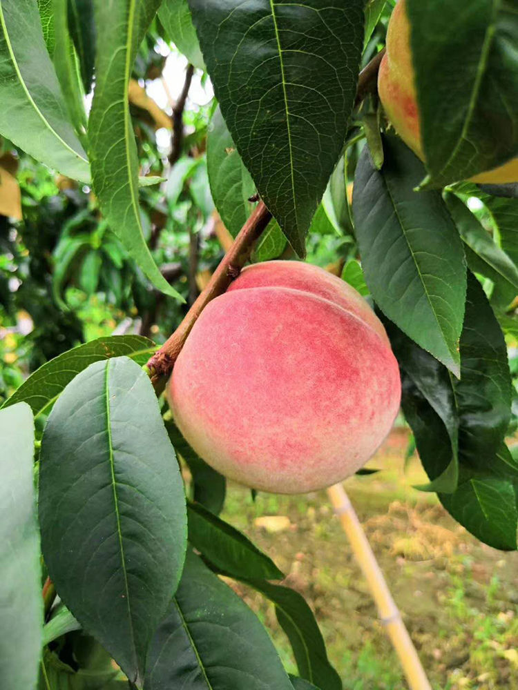 京鲜配送新鲜水果平谷鲜大桃水蜜桃毛桃子软甜应季孕妇水果北京53斤5